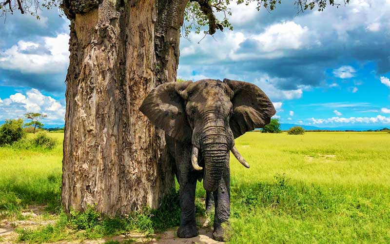 6-Day Tanzania Safari Adventure Tour